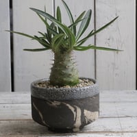 ユッカ アロイフォリア（中斑） | hanayoshi-botanical