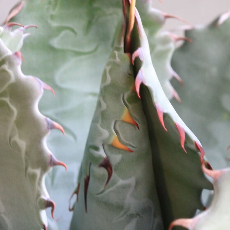 アガベ パラサナ×コロラータ | hanayoshi-botanical