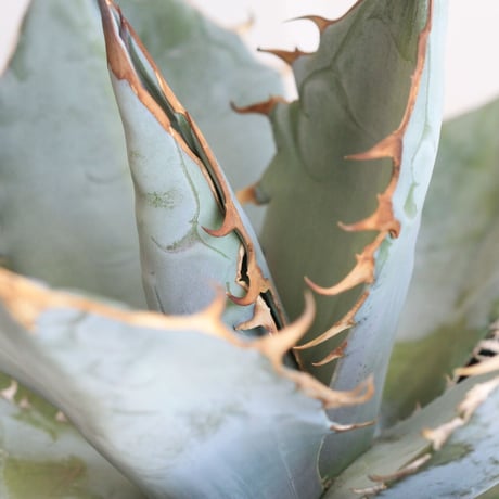 Agave titaota whit ice