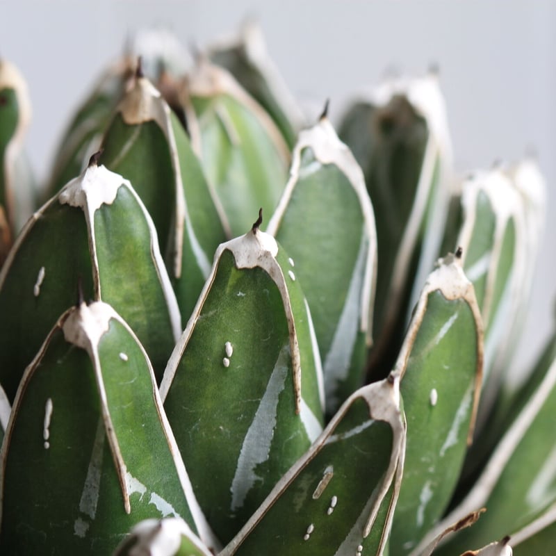 アガベ 児玉姫笹の雪 | hanayoshi-botanical