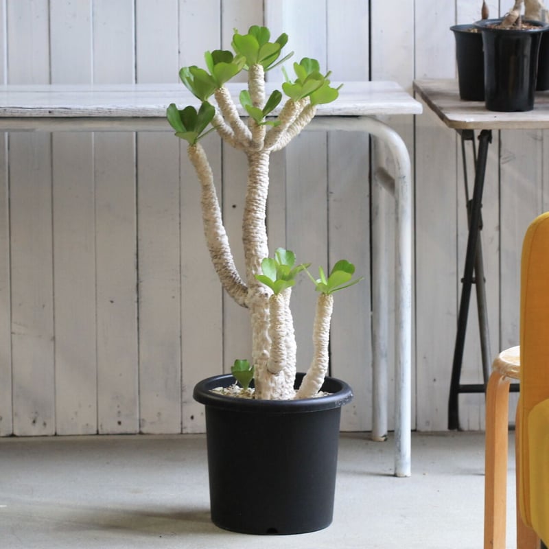 ユーフォルビア ポイゾニー | hanayoshi-botanical