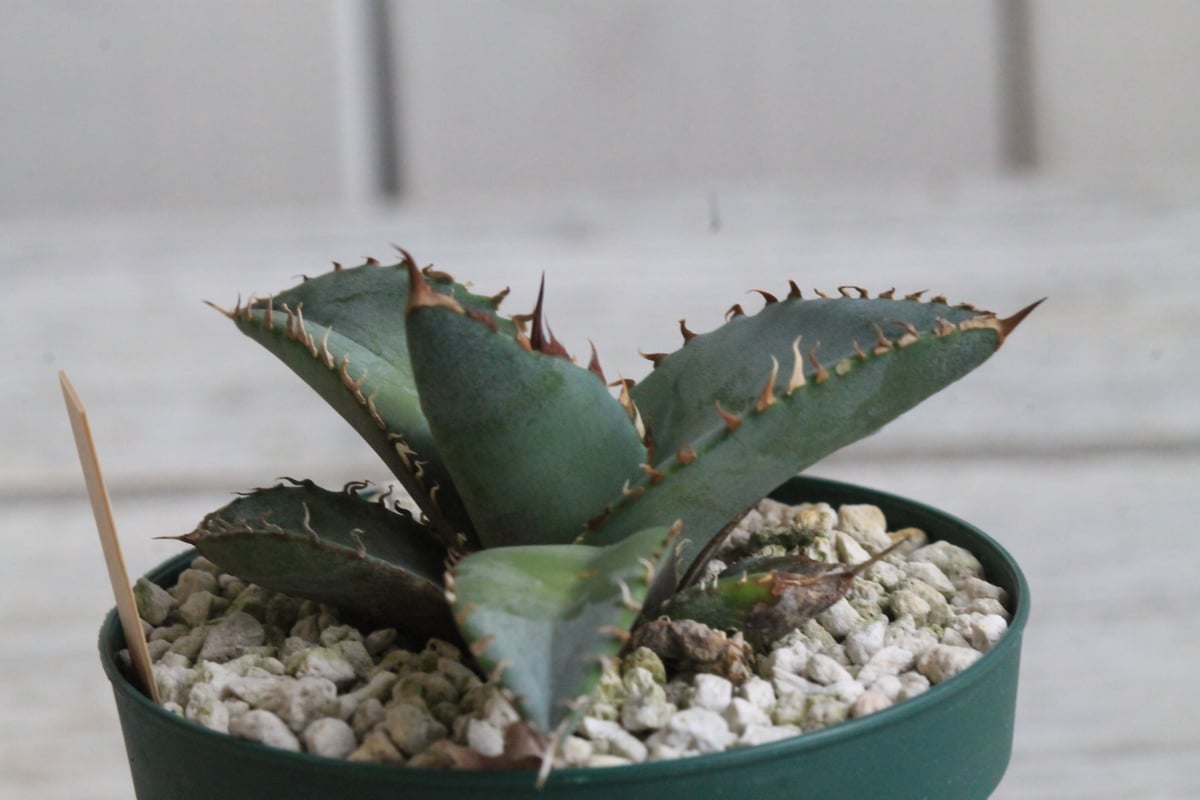 アガベ チタノタ ライオンズメーン② | hanayoshi-botanical