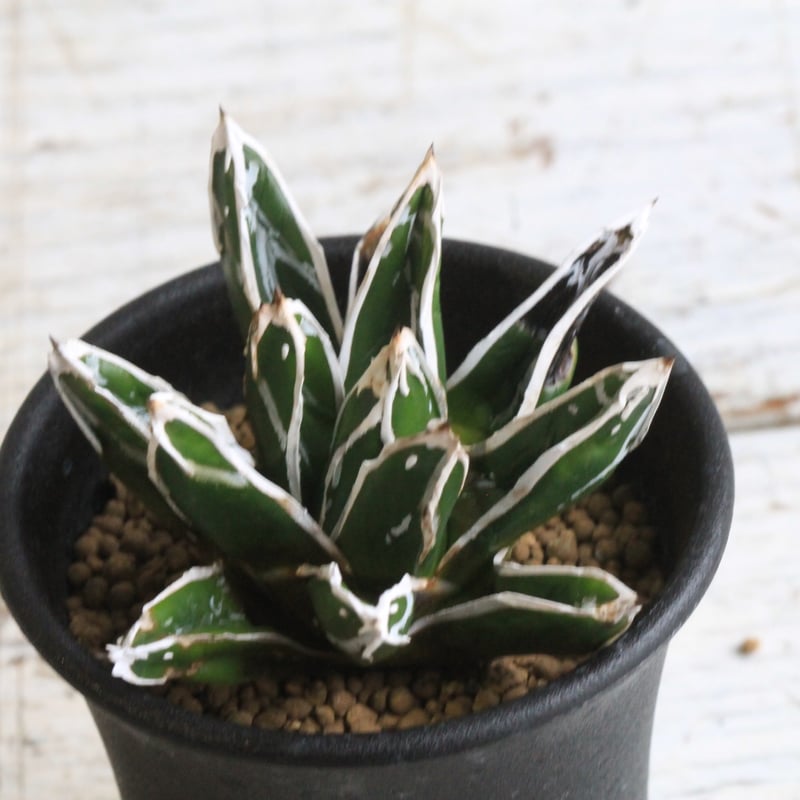 アガベ　笹の雪中斑　特選株 アガベ 笹の雪中斑 特選株 アガベ 特選笹の雪（S-1） | hanayoshi