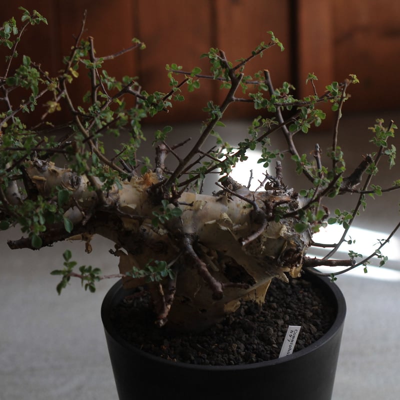 コミュフォラ　カタフ＆valiem 新着】Commiphora kataf【店主コレクション株・芽吹き開始