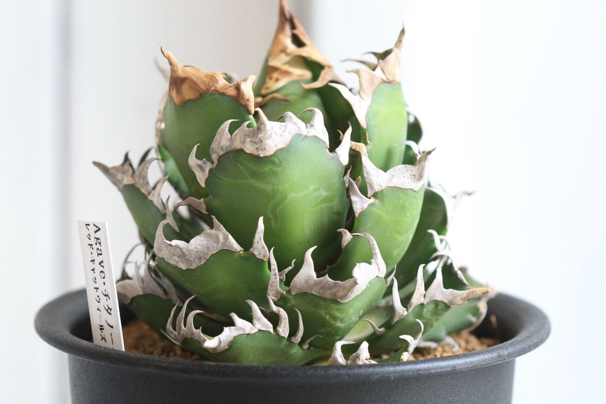 アガベ レッドキャットウィールズ赤猫 鉢土付 成長記録】アガベ