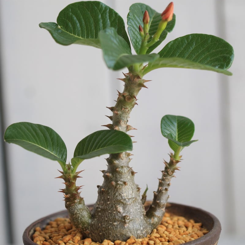 パキポディウム ウィンゾリー 実生 | hanayoshi-botanical パキポディウム ウィンゾリー 実生 | hanayoshi-botanical