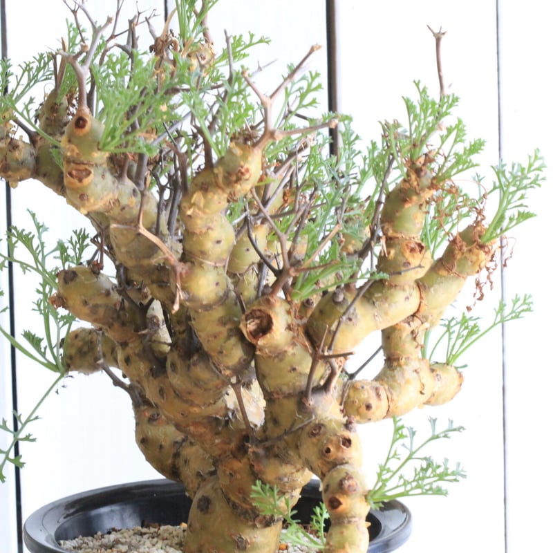 ペラルゴニウム クリズミフォリウム | hanayoshi-botanical