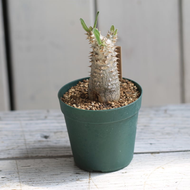 パキポディウム タッキー | hanayoshi-botanical