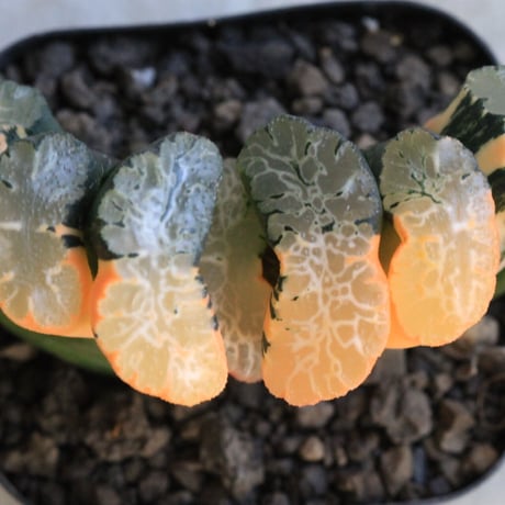 ハオルチア　玉扇　北斎錦