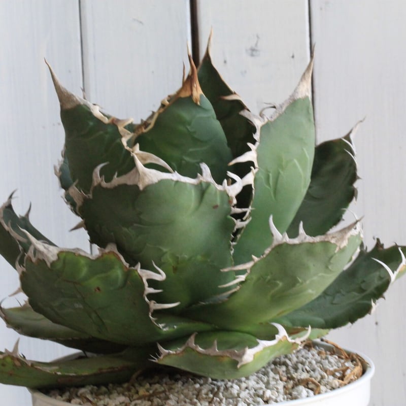 アガベ チタノタ 白鯨（関西系） | hanayoshi-botanical