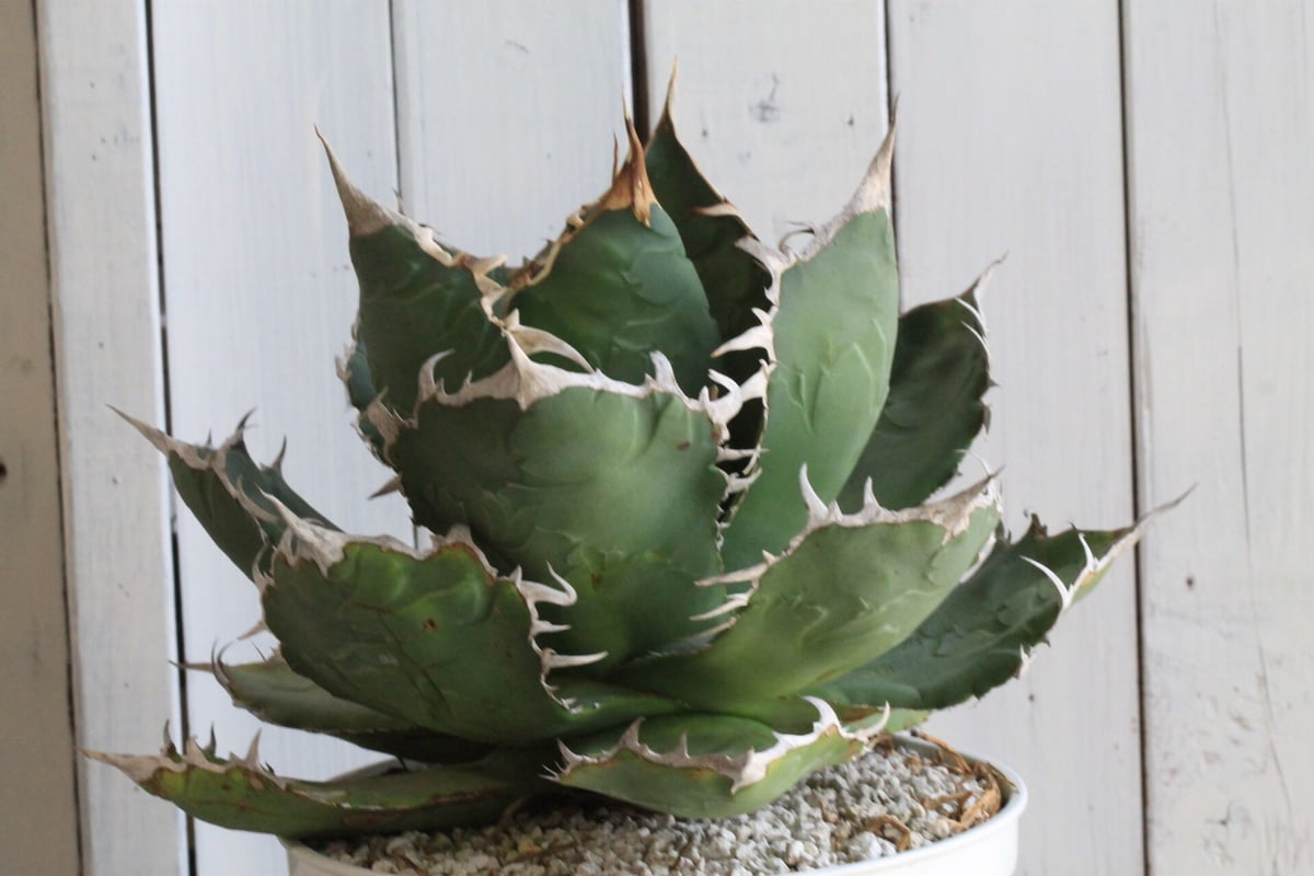 アガベ チタノタ 甲部白鯨 ロウルサンコ産 【公式通販】