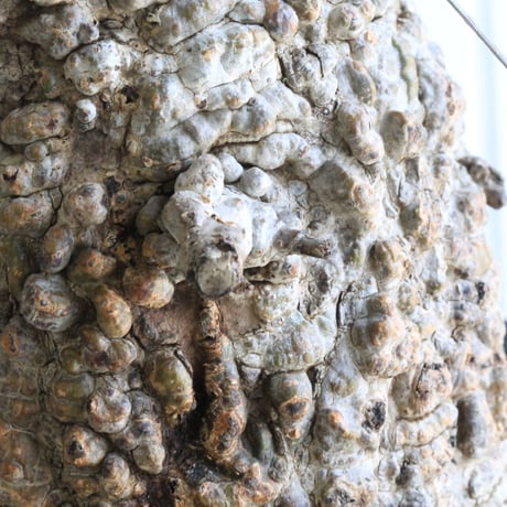 オペルクリカリア　パキプス