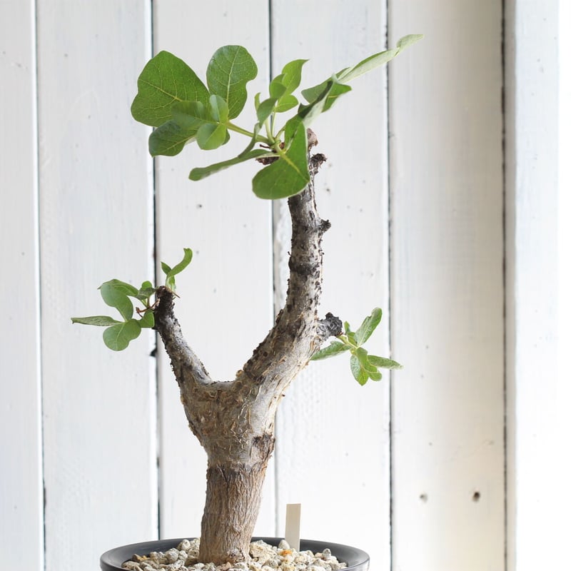 コミフォラ グイドッティ | hanayoshi-botanical