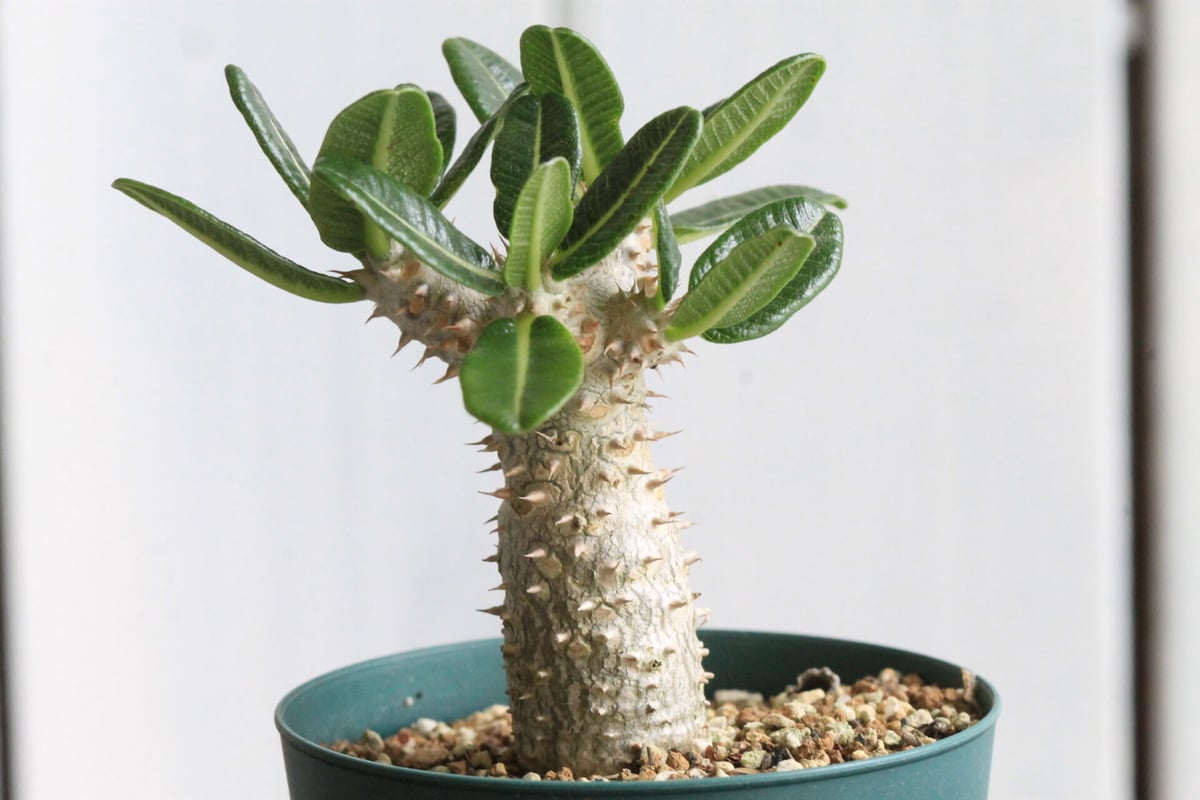 パキポディウムタッキー パキポディウム・タッキー | 多肉植物・特別な鉢の販売