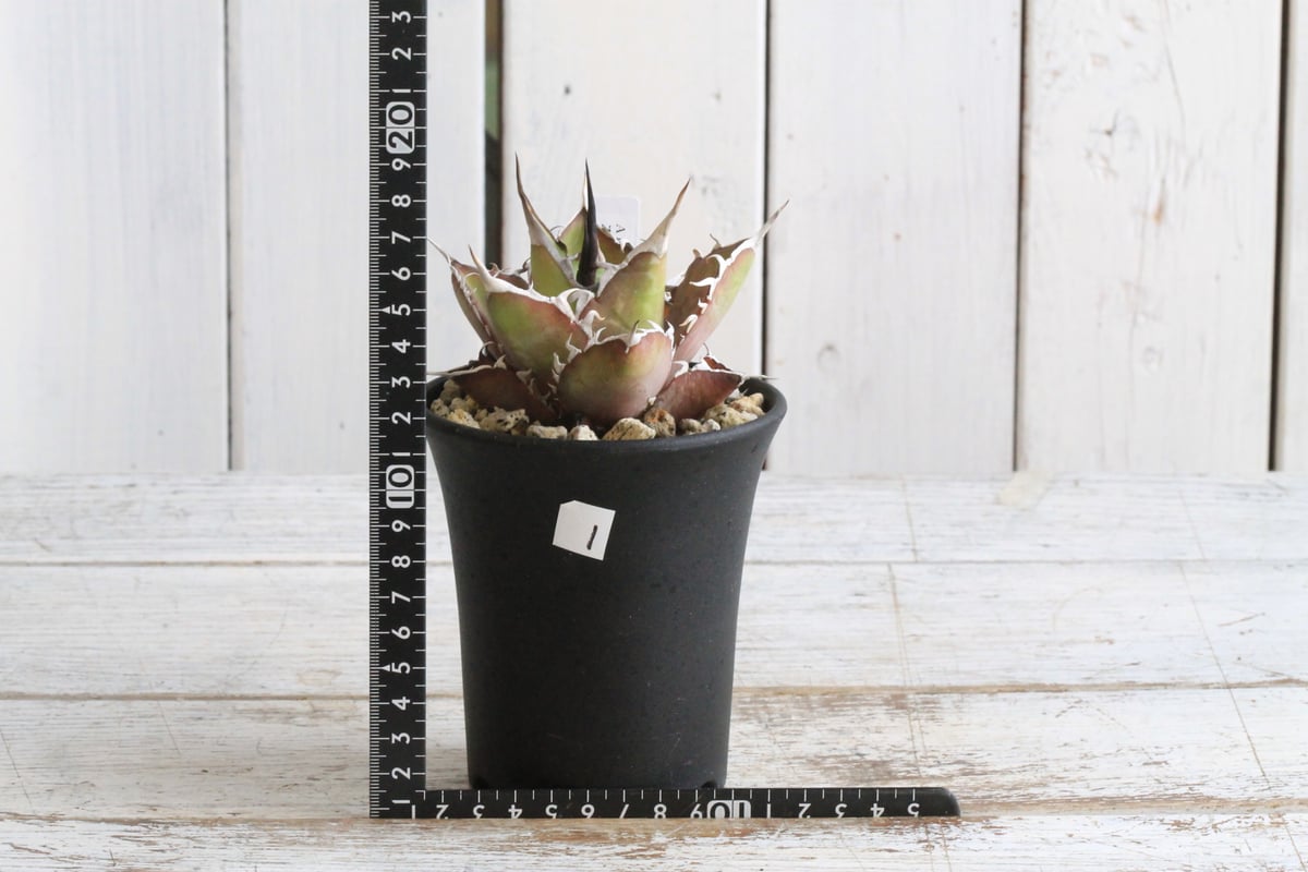 アガベ チタノタ スーパーワン① | hanayoshi-botanical