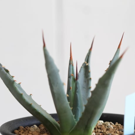 Agave　ユタエンシス　エボリスピナ