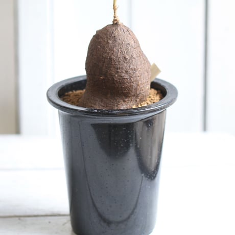 キフォステンマ　モンタグナッキー