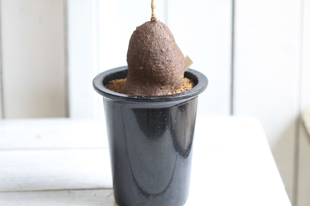 キフォステンマ　モンタグナッキー　塊根　発根済み　管理3年　鉢なしです。パキプス キフォステンマモンタグナッキー塊根発根済み管理3年鉢なしです。パキプス