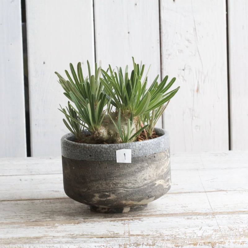 パキポディウム グラキリス 実生 Hanayoshi-botanicalオリジナルポット