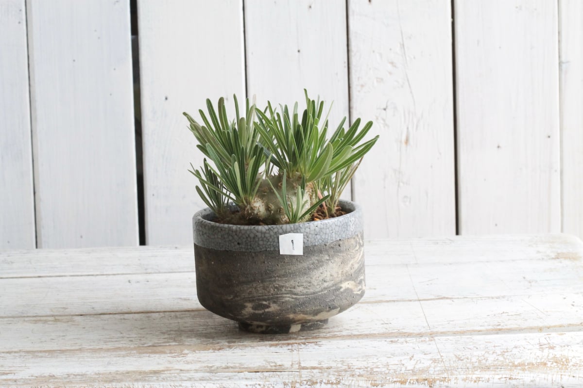 パキポディウム グラキリス 実生 Hanayoshi-botanicalオリジナルポット