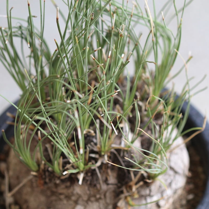 カリバナス フーケリー | hanayoshi-botanical