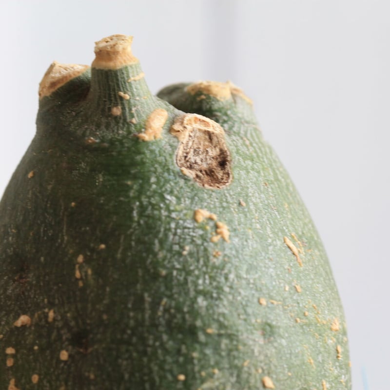 アデニア プセウドグロボーサ | hanayoshi-botanical