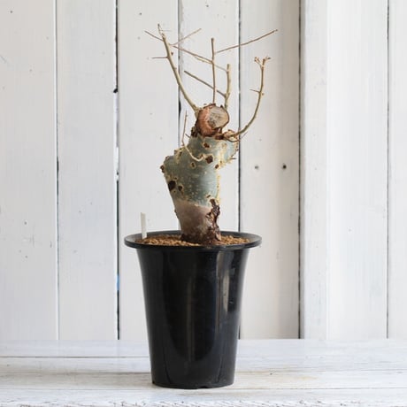 Commiphora カタフ