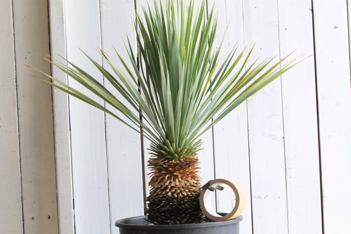 ユッカロストラータブルーサンダー ユッカ・ロストラータ 'ブルーサンダー'｜Yucca rostrata var