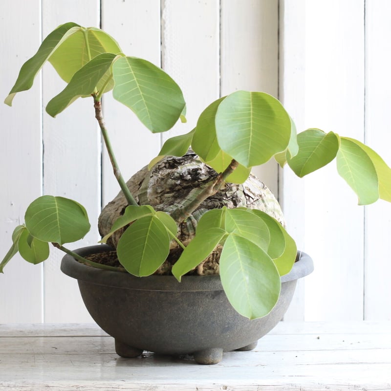 ボンバックス エリプチカム | hanayoshi-botanical