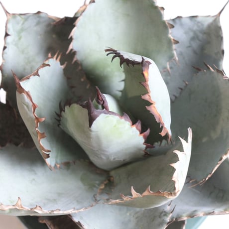 Agave titanota  ブラック＆ブルー