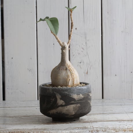 CATEGORY フィッカス | hanayoshi-botanical