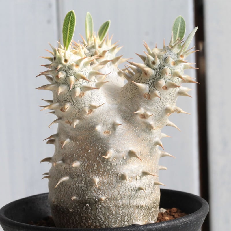 パキポディウム 恵比寿大黒 | hanayoshi-botanical