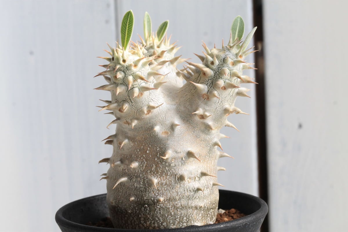 パキポディウム 恵比寿大黒 | hanayoshi-botanical