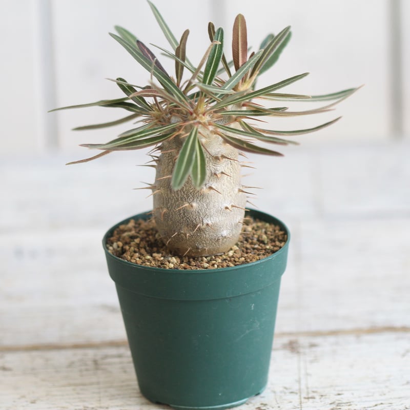 NEIGHBORHOOD　SRL　パキポディウム　カクチペス NEIGHBORHOODSRLパキポディウムカクチペス