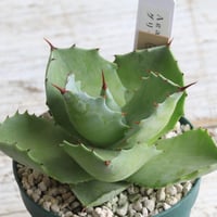 アガベ吉祥天 アガベ 吉祥天錦 | hanayoshi-botanical