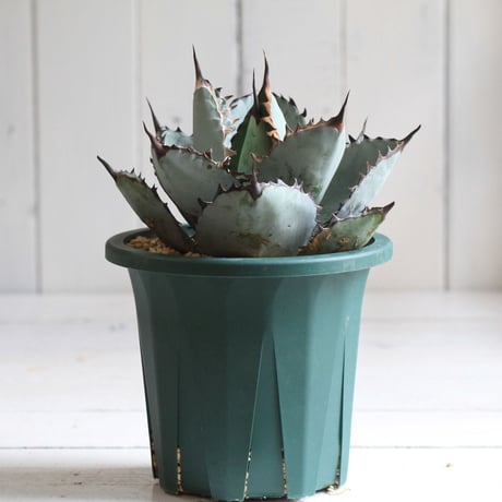 Agave titanota  ブラック＆ブルー