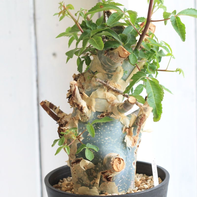 shsat4 コミフォラ・カタフ コミフォラ カタフ | hanayoshi-botanical