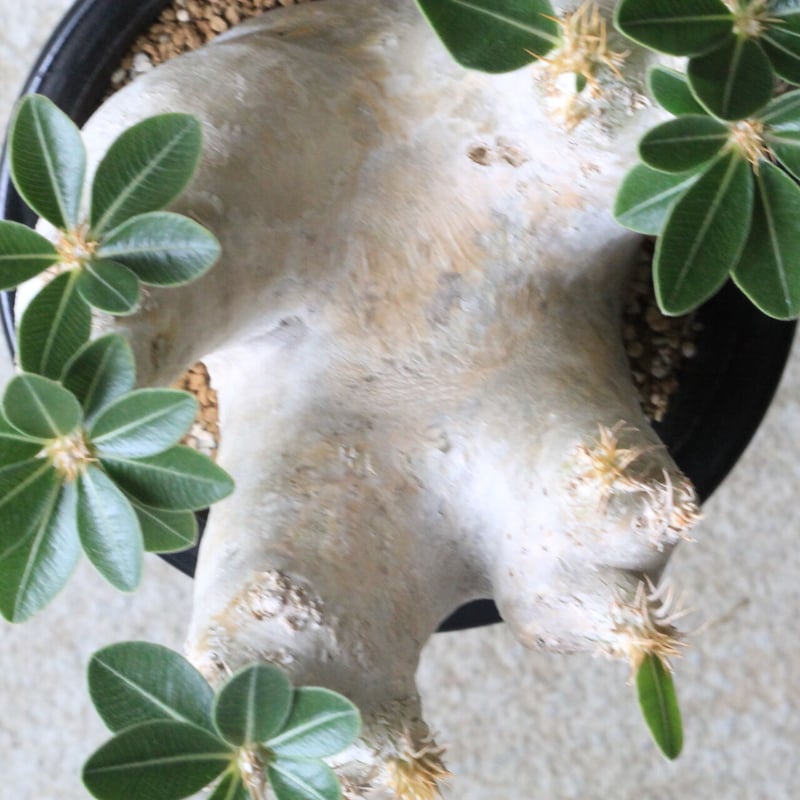 パキポディウム エブレネウム | hanayoshi-botanical