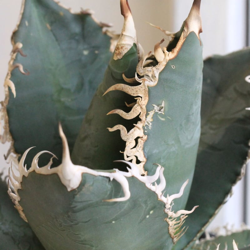 アガベ チタノタ ホワイトシャーク | hanayoshi-botanical