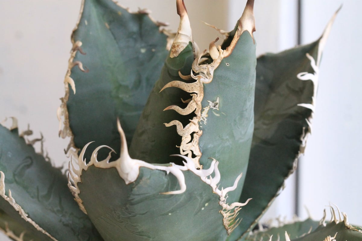 アガベ グレートホワイトシャーク 中株 アガベ ×ニッケリーマ