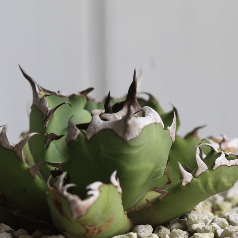 アガベ チタノタ NO.1 | hanayoshi-botanical