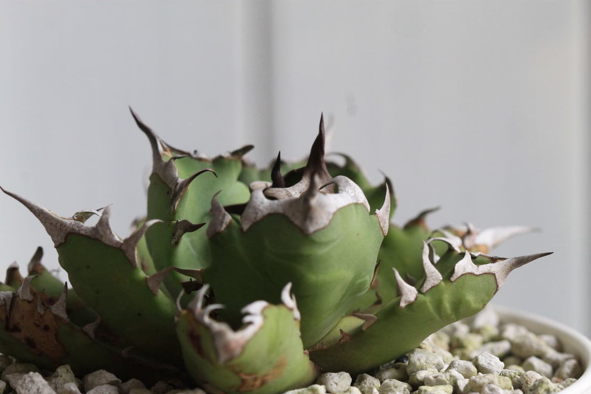 \"agave titanota 農大No.1\"　短葉　アガベ　チタノタ　強棘 agave titanota 農大No.1