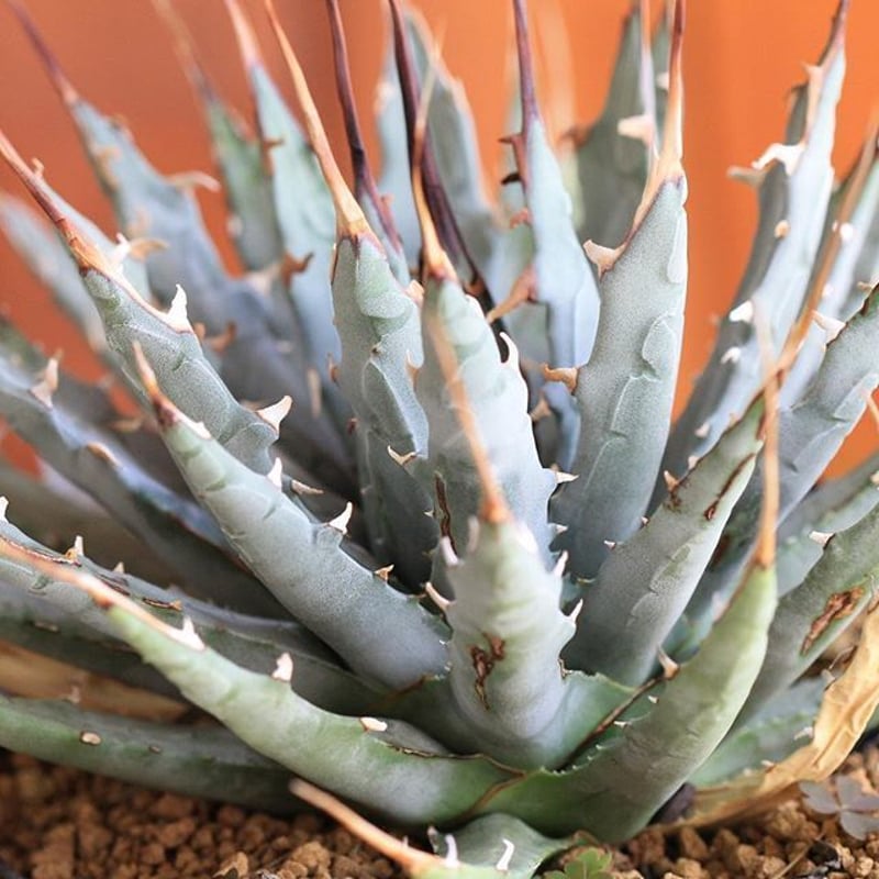 agave utahensis eborispina ユタエンシス エボリスピナ | hana agave utahensis eborispina ユタエンシス エボリスピナ | hana