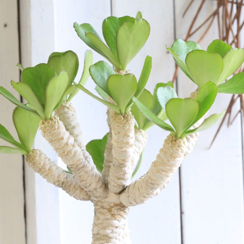 ユーフォルビア ポイゾニー | hanayoshi-botanical