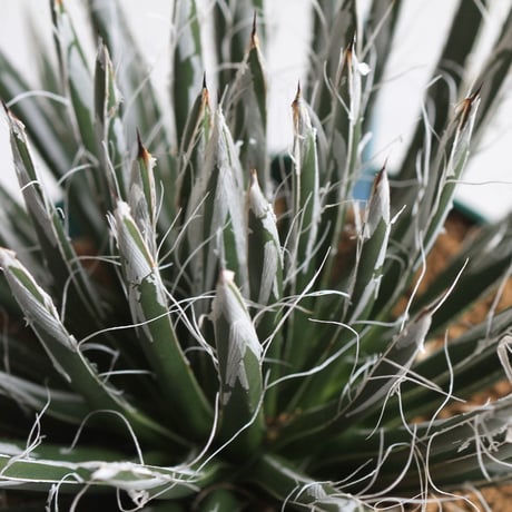 Agave　樹氷