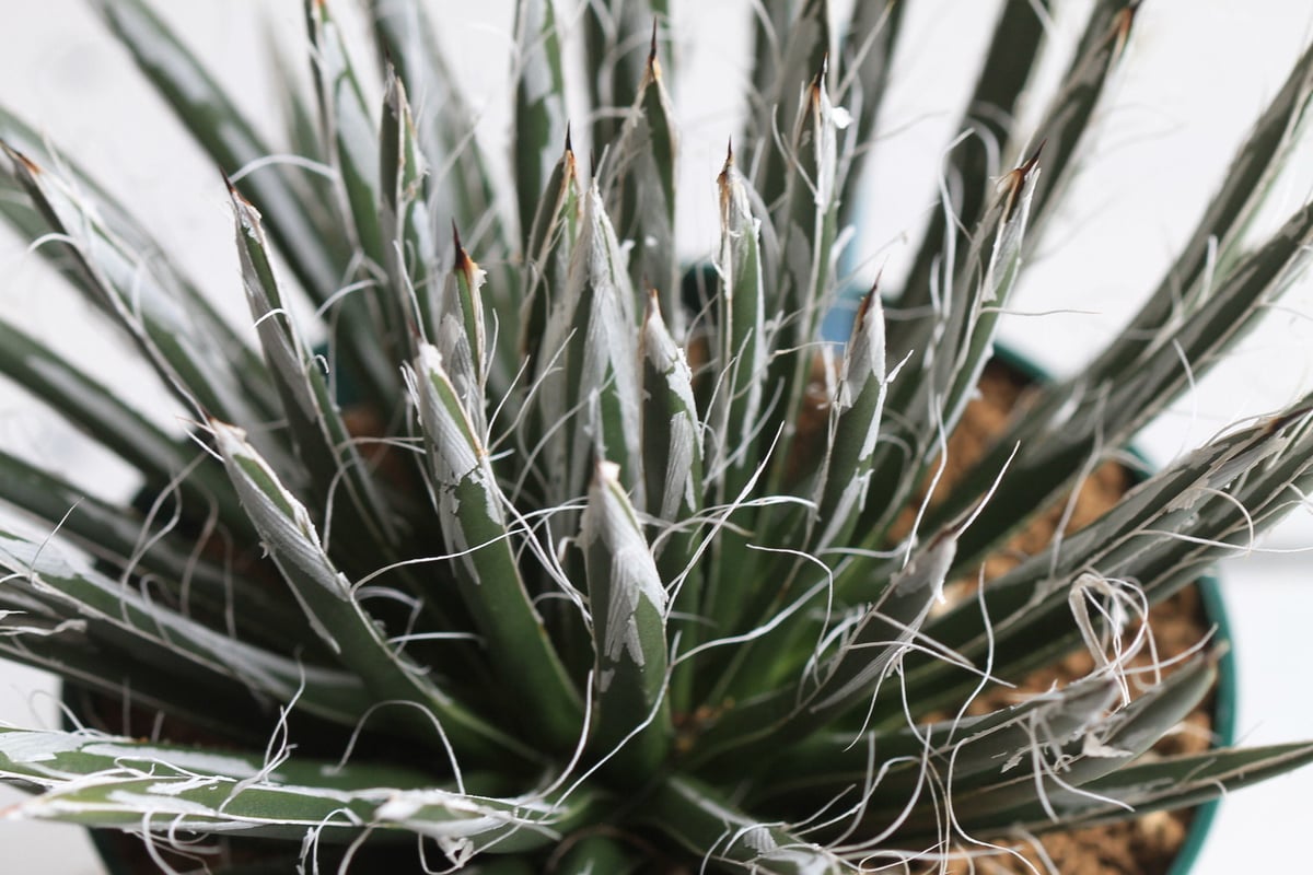 【極美・子株多数】Agave tomeyana 樹氷 極美・子株多数】Agave tomeyana 樹氷 極美・子株多数】Agave tomeyana
