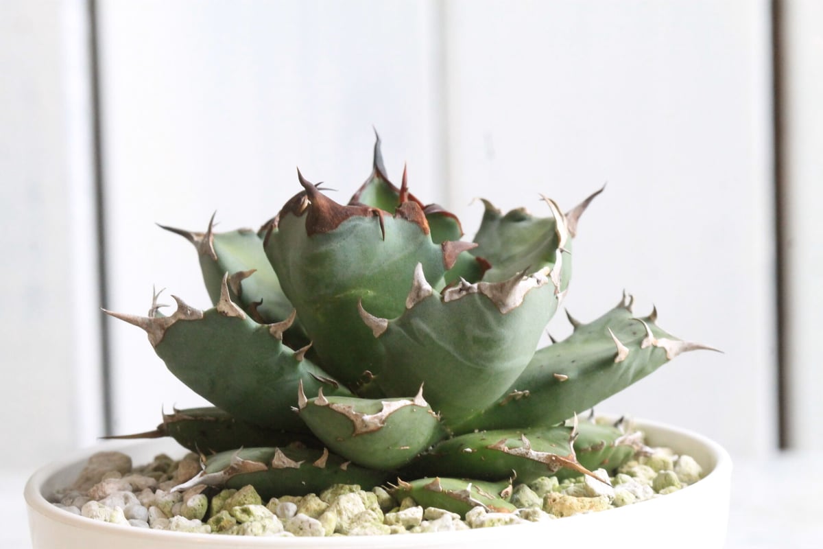 アガベ チタノタ NO.1 | hanayoshi-botanical