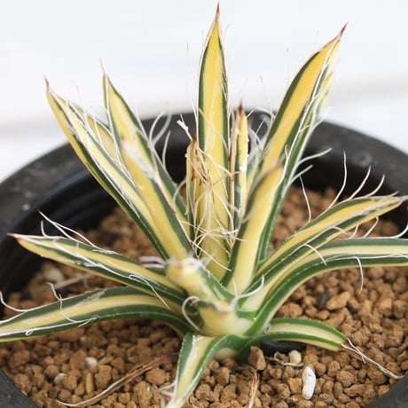 Agave 姫乱雪黄中斑