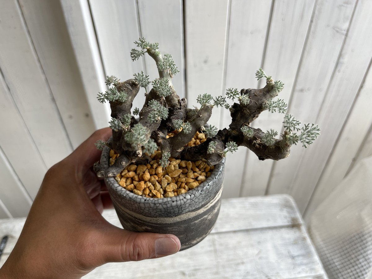 モンソニア ムルチフィダ サルコカウロンムルチフィズム 植植物々交換