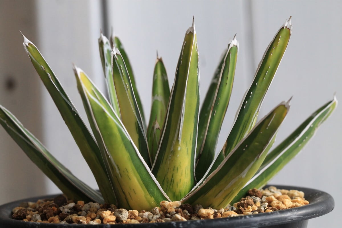 アガベ笹の雪氷山（氷河です） 中斑白斑錦 極上仔株 発根済み 台湾輸入